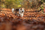 Krom dog