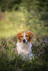 Krom dog