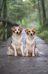 Krom dogs