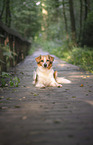 Krom dog