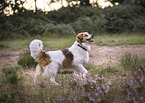 Krom dog