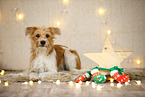 Kromfohrlander in christmas decoration