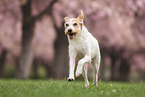 Krom dog