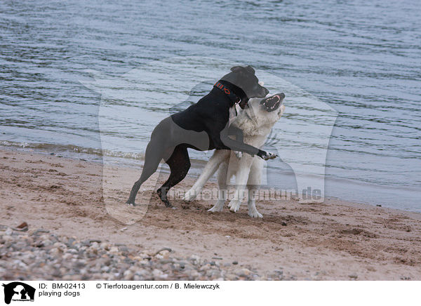 playing dogs / BM-02413