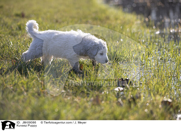 Kuvasz Welpe / Kuvasz Puppy / JM-09086