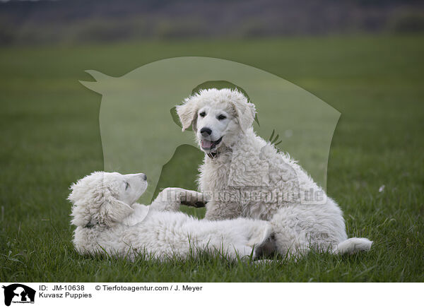 Kuvasz Welpen / Kuvasz Puppies / JM-10638