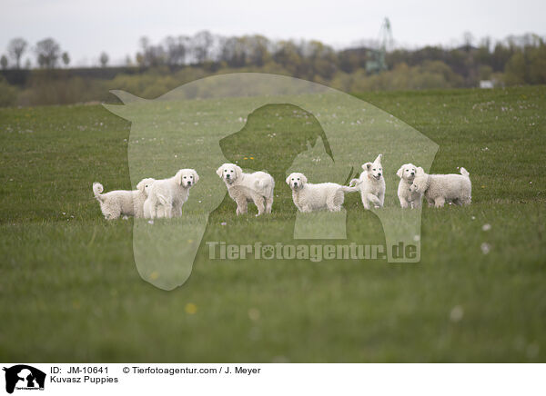 Kuvasz Puppies / JM-10641