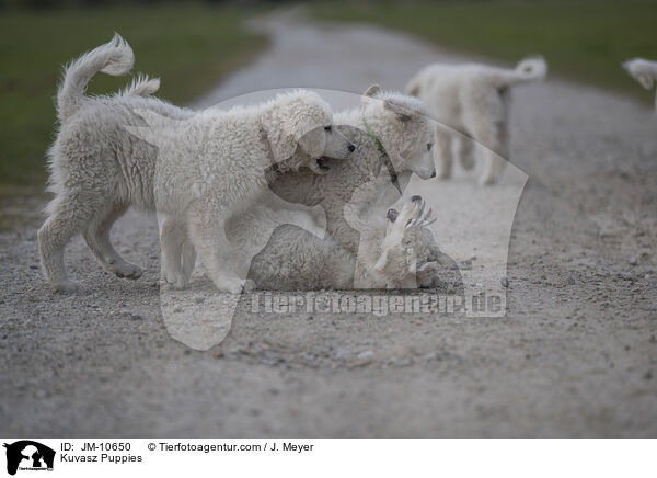 Kuvasz Puppies / JM-10650