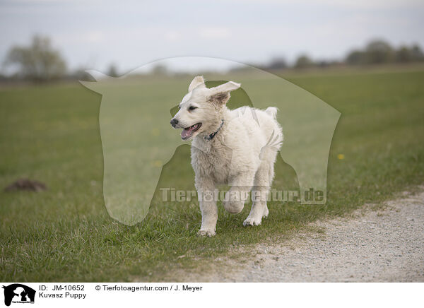 Kuvasz Puppy / JM-10652
