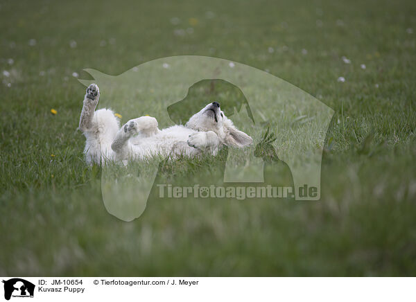 Kuvasz Puppy / JM-10654