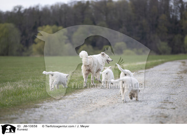 Kuvasz / Kuvasz / JM-10658