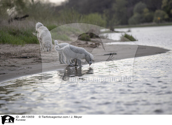 Kuvasz / JM-10659