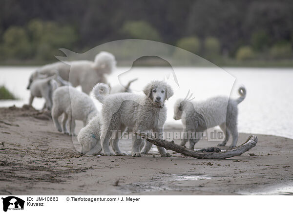 Kuvasz / JM-10663