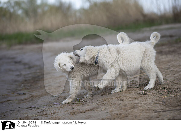 Kuvasz Puppies / JM-10678