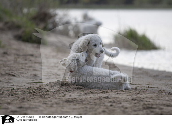 Kuvasz Welpen / Kuvasz Puppies / JM-10681
