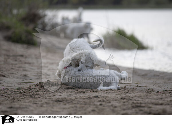 Kuvasz Puppies / JM-10682