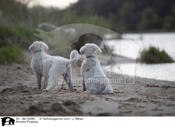 Kuvasz Welpen / Kuvasz Puppies / JM-10688