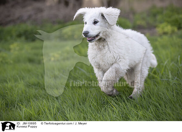 Kuvasz Welpe / Kuvasz Puppy / JM-10695