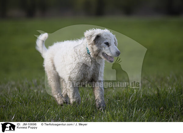 Kuvasz Puppy / JM-10696