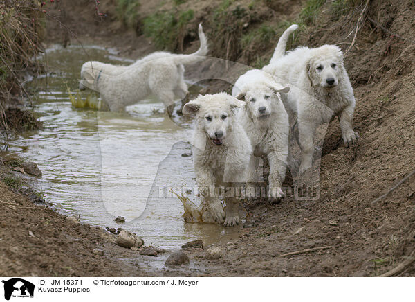 Kuvasz Welpen / Kuvasz Puppies / JM-15371