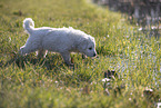 Kuvasz Puppy