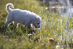Kuvasz Puppy