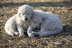 Kuvasz Puppies