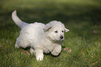 Kuvasz Puppy