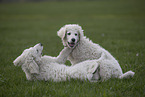 Kuvasz Puppies