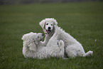Kuvasz Puppies