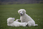 Kuvasz Puppies