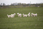 Kuvasz Puppies