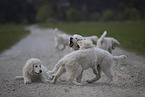 Kuvasz Puppies
