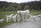 Kuvasz
