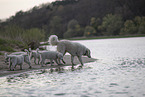 Kuvasz