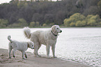 2 Kuvasz