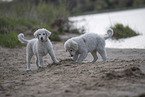 Kuvasz Puppies