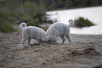 Kuvasz Puppies