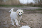 Kuvasz Puppy