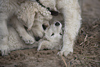 2 Kuvasz