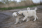 Kuvasz Puppies