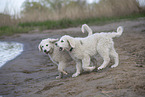 Kuvasz Puppies
