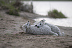 Kuvasz Puppies