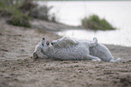 Kuvasz Puppies