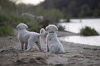 Kuvasz Puppies