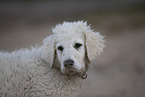 Kuvasz Puppy
