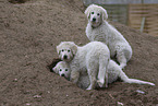 Kuvasz Puppies