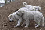 Kuvasz Puppies
