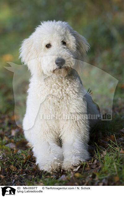 liegender Labradoodle / lying Labradoodle / NN-06977