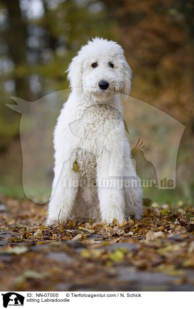 sitzender Labradoodle / sitting Labradoodle / NN-07000